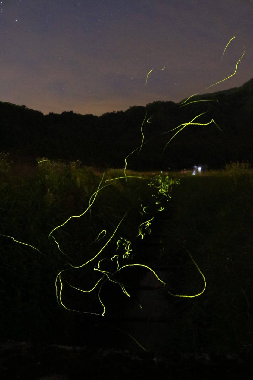 2019年ほたる鑑賞ウィーク