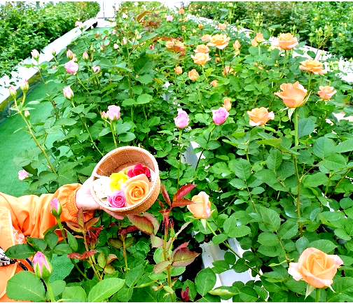 バラの花摘み体験
