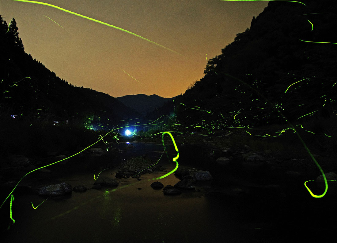 【6/22開催】おおい町で闇夜を舞うホタルを鑑賞しよう。