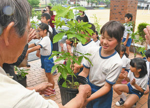 苗木で「荒土愛」育みます　来月植樹　勝山の児童が世話