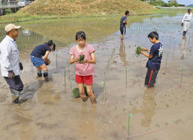 文字“実る”秋楽しみ　若狭町　三宅小児童が田植え