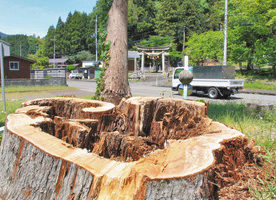 分岐の若木すくすく　おおい・加茂神社の大杉伐採