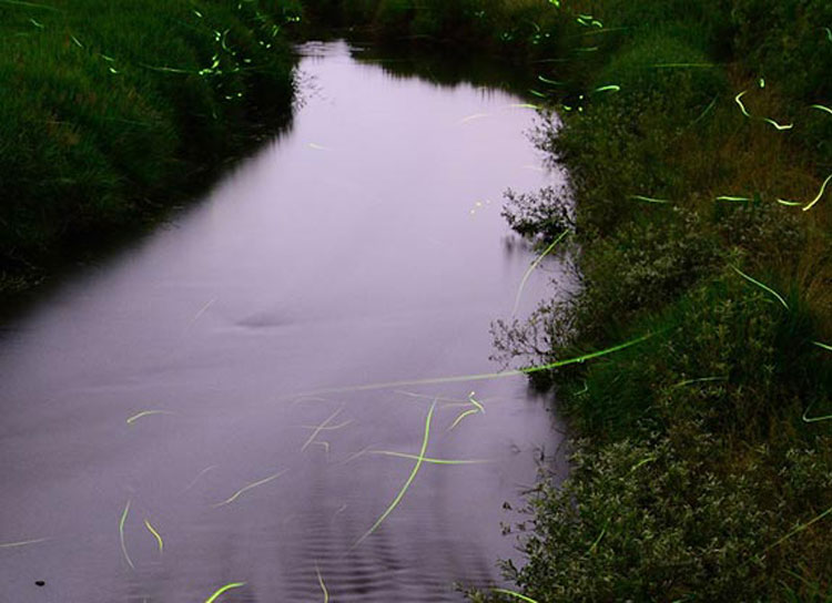【6/22開催】星と螢がコラボ!自然を楽しむ『池田ナイトウォーク』