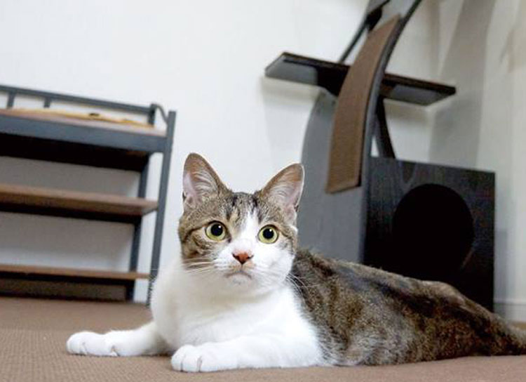 【6/22開催】猫寺で有名な『御誕生寺』にてマーケット開催！