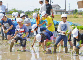 秋の実り楽しみ　坂井・兵庫小児童田植え