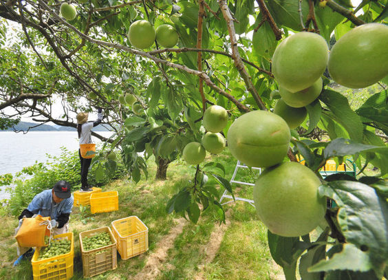 福井梅「剣先」つややか　若狭町で出荷