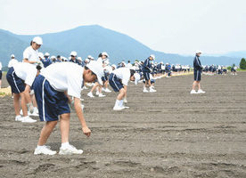 大野の農地で種植え　コスモス　懸け橋にな～れ