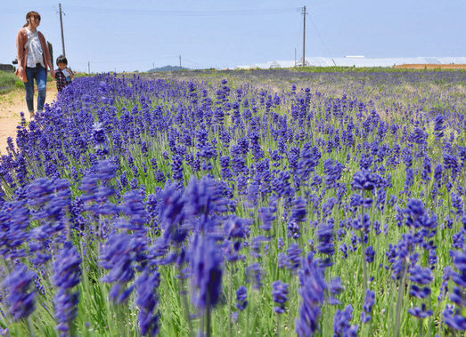 かれんなラベンダー　三国で見頃