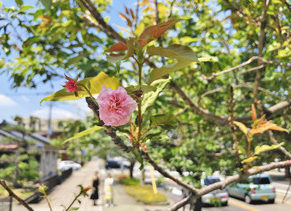 八重桜また咲いた　福井　さくら通りの菓子店前