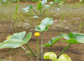 移植コウホネ　順調に育つ　高浜　ため池から水田に