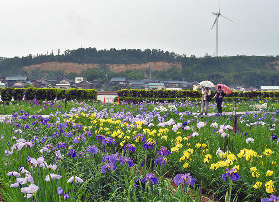 【地域】水も滴るハナショウブ あわら 北潟湖畔で見頃