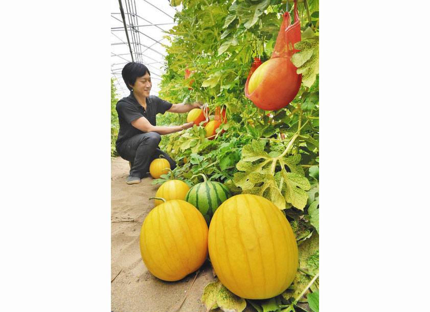 【地域】金も銀も ずっしり 食べごろ 福井