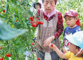 【地域】ミニトマト甘い！三国の園児 栽培用ハウス見学