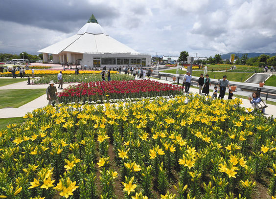 【地域】雨でもユリ晴れやか　春江