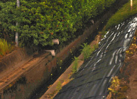 【地域】ホタル飛び交う春江 農業水路 3年ほど前から姿