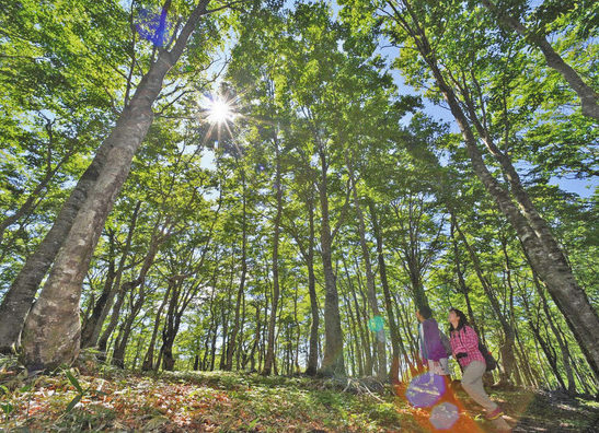 【地域】大野 新緑の輝き増すブナ林