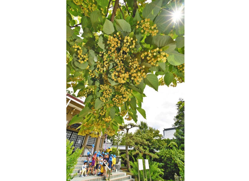 【地域】風に揺れるボダイジュ　丸岡・称念寺