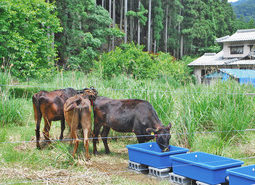 【地域】耕作放棄地に牛放牧 小浜市モデル事業 草刈り手間省く