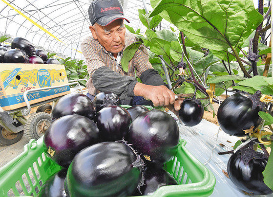 【地域】吉川ナス  丸々艶やか 鯖江・収穫本格化