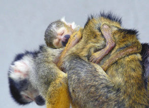 【地域】母亡き子 懸命に育てる 西山動物園リスザル 別の雌親代わりに