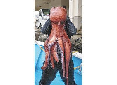 ミズダコに熱視線　鷹巣の船長　伝統漁法脈々守る