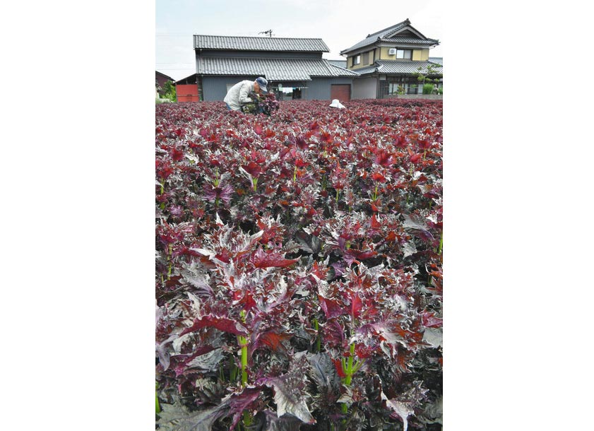 【地域】香り爽やか   「木田ちそ」