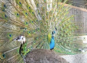 【地域】無視しないで！僕の愛 西山動物園のクジャクが求愛