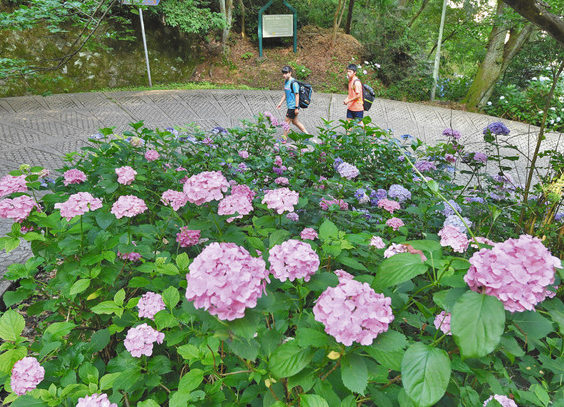 【地域】あじさいロード満開　足羽山