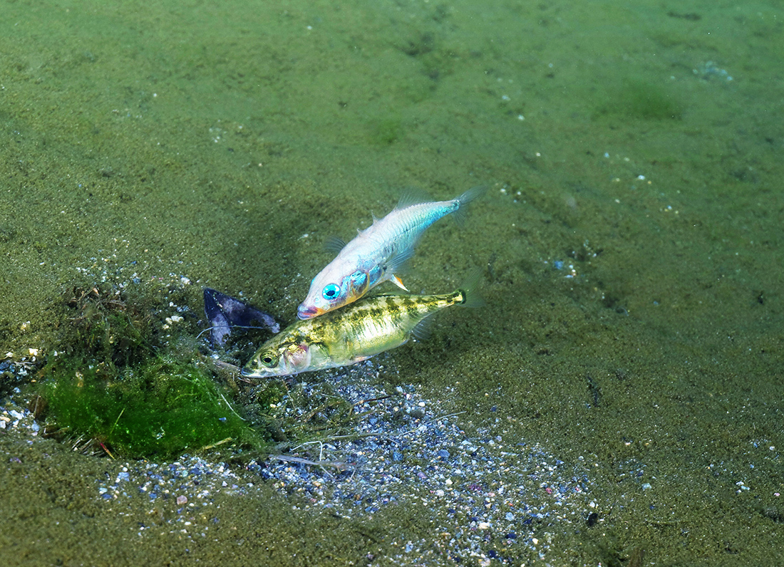 【6/29開催】超貴重！天然記念物イトヨを観察しよう。