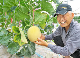 【地域】メロン愛甘く、長く、丸く あわらの桑島さん