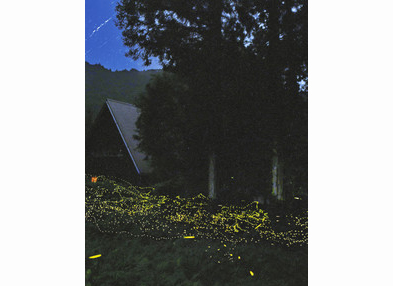 【地域】ヒメボタル舞う　大野・和泉地区