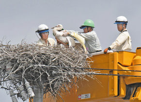 コウノトリひな順調成長 坂井 4羽とも4000グラム超す