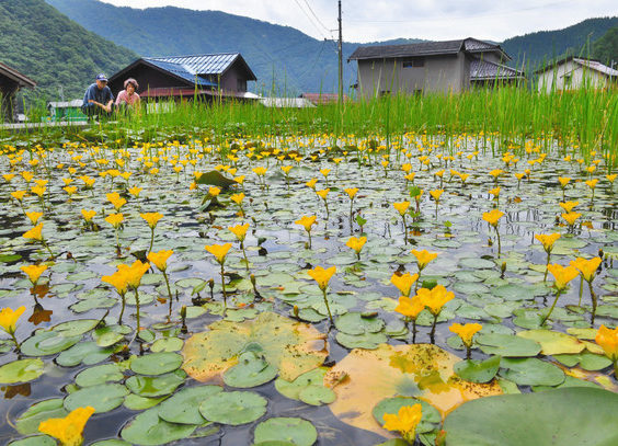 【地域】夏感じさせるアサザ　大野・朝日