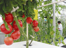 野草園や畑で多彩な体験 美浜に20日「園芸LABOの丘」開所