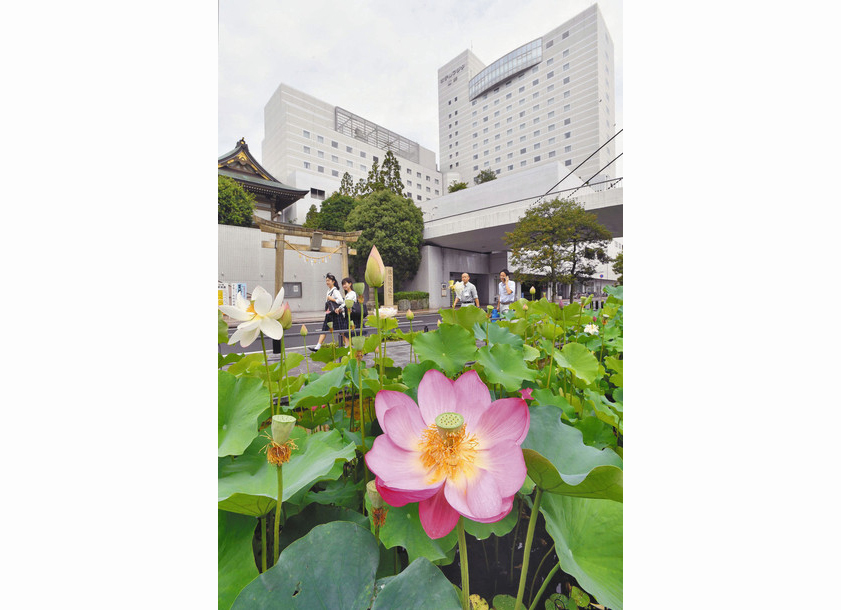 【地域】ハスの花 街中の清涼剤 福井市中央公園