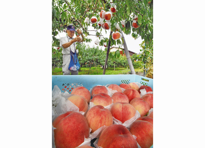 【地域】丸々モモいい香り　三国で収穫