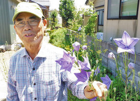 【地域】キキョウ咲く里山再び　あわらの河田さん