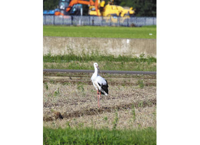 雌のコウノトリひなが巣立ち　自然繁殖、５８年ぶり