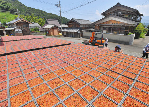 【地域】梅色のじゅうたん　若狭町で天日干し
