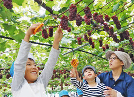 【地域】ブドウ狩りに大興奮 あわらの園児や施設利用者