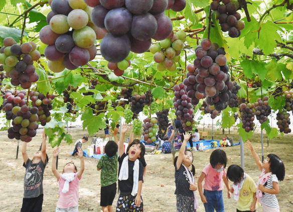 【地域】強い日差し　甘いブドウ　春江の施設にぎわう