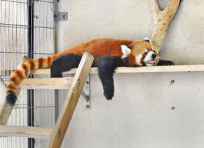 【地域】レッサーパンダ夏バテ！？　鯖江・西山動物園