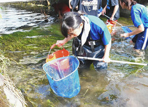 【地域】イトヨの生息　中学生が調査　大野の河川