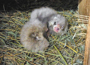 【地域】双子誕生すくすく　西山動物園レッサーパンダ