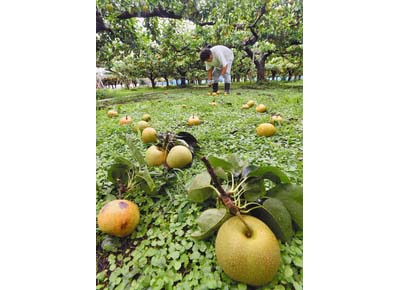 台風１０号、収穫期のナシに被害