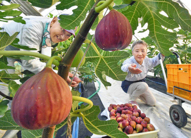 【地域】味も色づきも　イチジク◎　福井で収穫最盛期