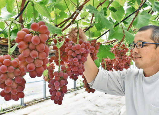 【地域】高浜特産「若狭ふじ」色づく　ブドウ