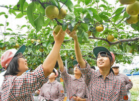 【地域】実った重みずしり　ナシ