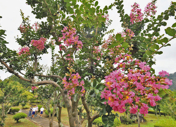 【地域】気分は晴れ　ピンクの花