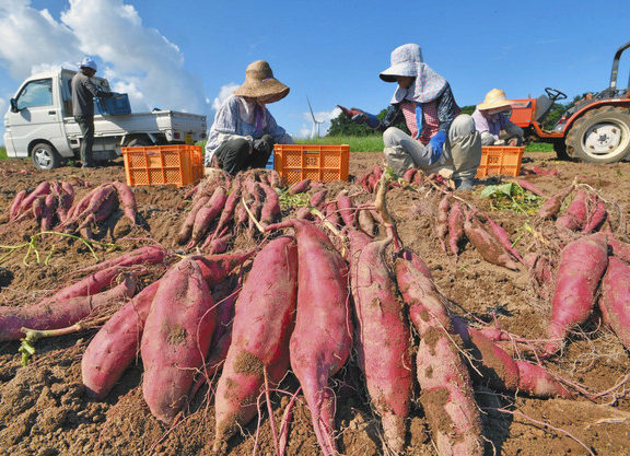 【地域】秋晴れに　顔のぞかせる　サツマイモ